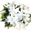 Flowers to Goa : Send Lily Flowers to Goa